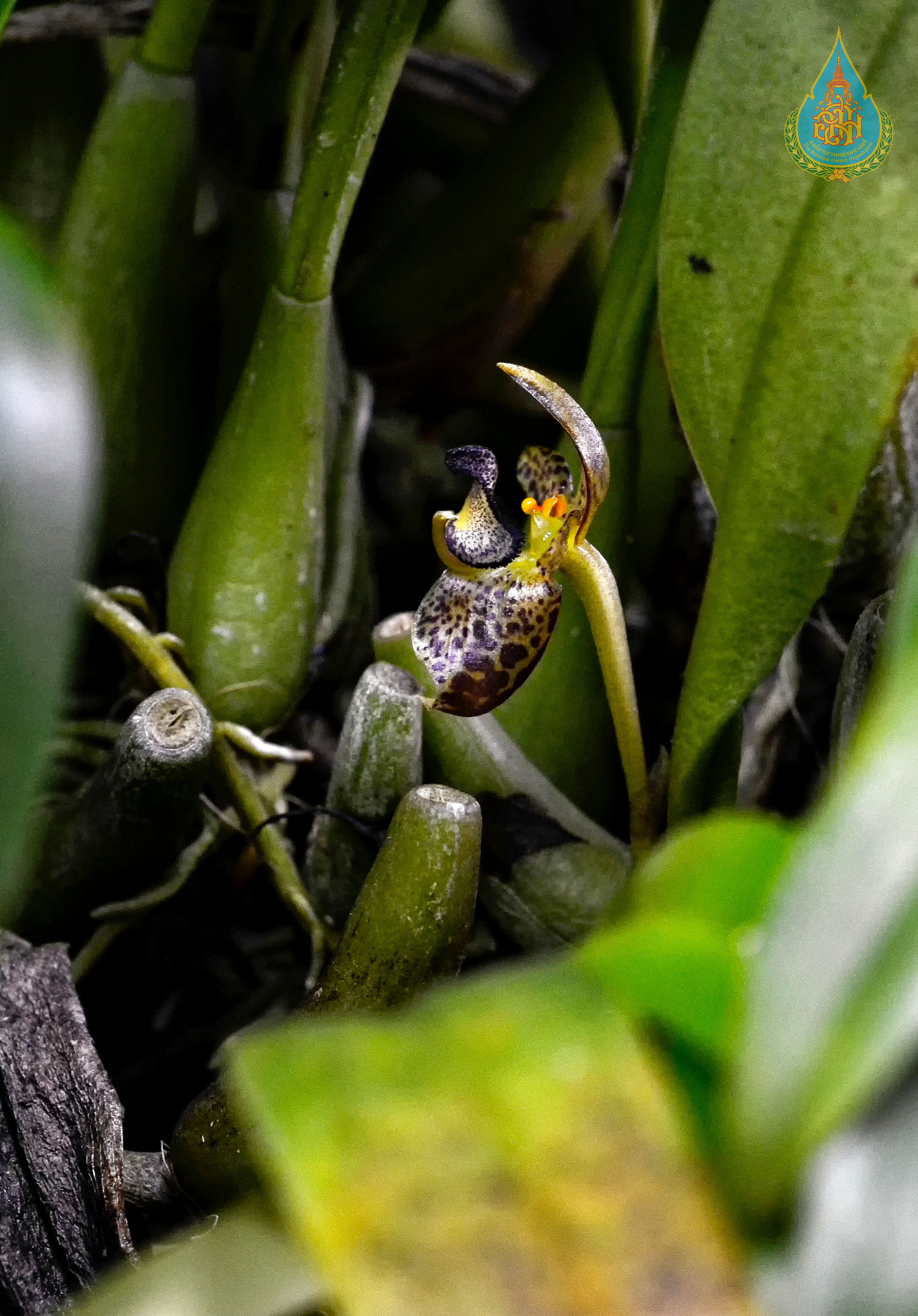 สิงโตลายแต้ม Bulbophyllum ecornutum (J.J.Sm.) J.J.Sm.<br/>ORCHIDACEAE